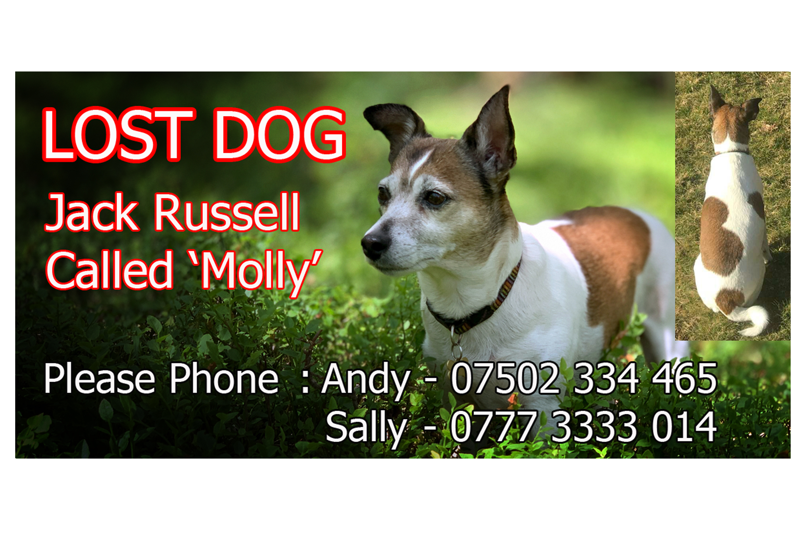 Missing jack russell hot sale terrier